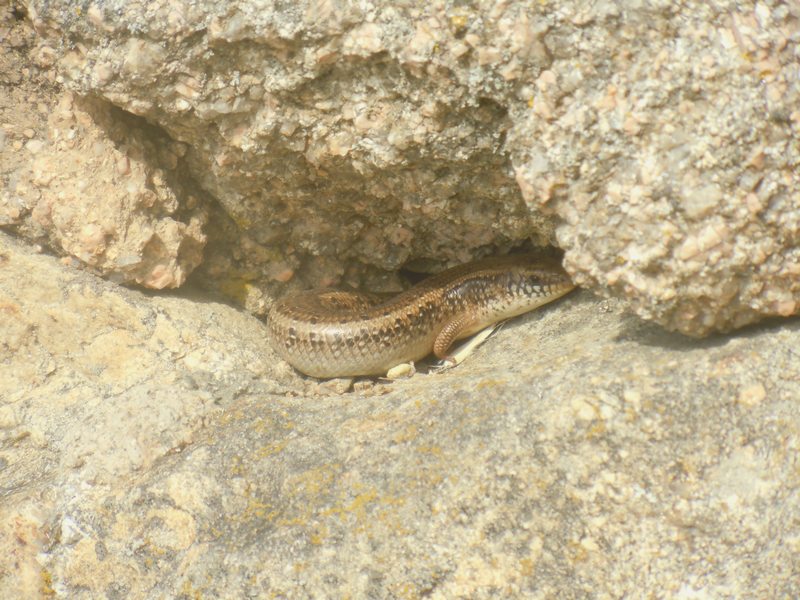 Gongilo ocellato Chalcides ocellatus tiligugu